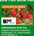 Erdbeerpflanzen  im aktuellen OBI Prospekt für 8,99 €
