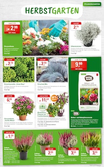 Blumen im ZG Raiffeisen Prospekt "SPÄTSOMMER GENIESSEN!" mit 8 Seiten (Karlsruhe)