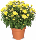 Chrysantheme im Angebot bei Netto Marken-Discount in Hameln Chrysantheme Angebote bei Netto Marken-Discount Hameln für 2,99 €