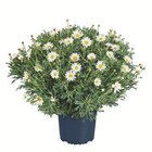Margeritenbusch im Lidl Prospekt Margeritenbusch im aktuellen Lidl Prospekt für 5,49 €