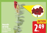 Amaryllis mit Grün für 2,49 € bei EDEKA im Angebot Amaryllis mit Grün im aktuellen EDEKA Prospekt