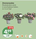 Zimmerpflanzen im V-Markt Prospekt Zimmerazalee im aktuellen V-Markt Prospekt für 4,99 €