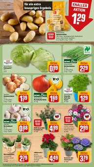 Pflanzen im REWE Prospekt "Dein Markt" mit 26 Seiten (Aachen)