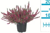 Lidl Eggesin - Heidekraut (Calluna vulgaris) Angebot im Prospekt Heidekraut (Calluna vulgaris) bei Lidl im Eggesin Prospekt für 0,79 €