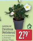 Christrose (Helleborus) Angebote von Gardenline bei ALDI Nord Remscheid für 2,79 €