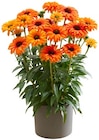 Sonnenhut im Angebot bei REWE in Bremen Sonnenhut Angebote bei REWE Bremen für 4,99 €
