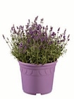 Lavendel XXL Angebote bei Lidl Mülheim für 6,99 €
