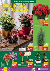 Blumen im Netto Marken-Discount Prospekt in Peine Aktueller Netto Marken-Discount Prospekt mit Blumen, "Aktuelle Angebote", Seite 12