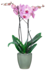 Schmetterlings-Orchidee im Angebot bei OBI in Wolfsburg Schmetterlings-Orchidee Angebote bei OBI Wolfsburg für 4,99 €