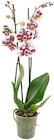 Schmetterlings-orchidee im Angebot bei REWE in Freital Schmetterlings-orchidee Angebote bei REWE Freital für 6,99 €