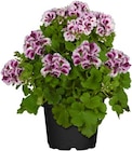 Edelgeranie bei Hagebaumarkt im Neuss Prospekt für 4,99 €