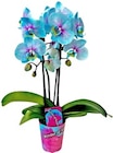 Orchidee im Kaufland Prospekt Orchidee von  im aktuellen Kaufland Prospekt für 6,99 €