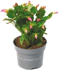 Schlumbergera "Weihnachtskaktus" bei Netto mit dem Scottie im Jamlitz Prospekt für 3,99 €
