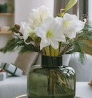 Christrose 'Christmas Carol' im aktuellen Hellweg Prospekt