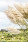 Kleines Pampasgras von Windspiel für 18,99 € bei Globus-Baumarkt im Angebot Kleines Pampasgras von Windspiel im aktuellen Globus-Baumarkt Prospekt