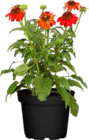 Sonnenhut Angebote von Grow by OBI bei OBI Pforzheim für 3,99 €