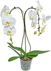 Orchidee Sonderformen Angebote bei Kaufland Freiburg für 12,99 €