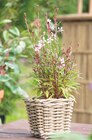 Prachtkerze Gaura lindheimeri Angebote bei bauSpezi Schwabach für 3,29 €