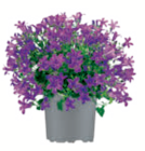 toom Baumarkt Norden - Glockenblume Angebot im Prospekt Glockenblume bei toom Baumarkt im Norden Prospekt für 4,99 €