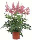 Astilbe im Angebot bei Zimmermann in Gronau Astilbe Angebote bei Zimmermann Gronau für 7,99 €