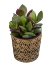 Succulente en pot céramique Havane - Lidl à Champigny-sur-Marne Succulente en pot céramique Havane en promo chez Lidl Champigny-sur-Marne à 2,99 €