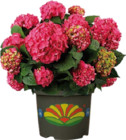 Aktuelle Pflanzen Angebote bei Globus-Baumarkt in Dresden Aktuelles Garten-Hortensie (Hydrangea macrophylla) Angebot bei Globus-Baumarkt in Dresden ab 9,99 €