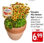 Stauden Mix Herbstfest Angebote bei E center Heilbronn für 6,99 €