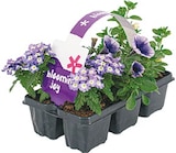 Blooming Joy im aktuellen Netto mit dem Scottie Prospekt