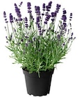 Lavendel im Hagebaumarkt Prospekt zum Preis von 1,79 €