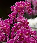 Schmetterlingsorchidee Phalaenopsis multiflora von  im aktuellen Hagebaumarkt Prospekt für 7,99 €