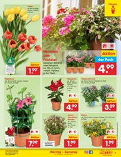 Ähnliche Bonsai Angebote im Prospekt "Aktuelle Angebote" von Netto Marken-Discount in Chemnitz Ähnliche Angebote wie Bonsai im Prospekt "Aktuelle Angebote" auf Seite 7 von Netto Marken-Discount in Chemnitz