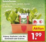 Salatpflanzen im Angebot bei Netto Marken-Discount in Solingen Salatpflanzen Angebote bei Netto Marken-Discount Solingen für 1,99 €