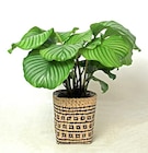 Gamm vert Saintes - Promo Calathea ECLOZ Promo Calathea ECLOZ à 16,99 € dans le catalogue Gamm vert à Saintes