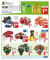 Garten im EDEKA Prospekt in Kaufbeuren Aktueller EDEKA Prospekt mit Garten, "Noch kein °Punktesammler? Hier direkt anmelden!", Seite 4
