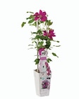 Clématite ou rosier espalier - Lidl à Nancy Clématite ou rosier espalier en promo chez Lidl Nancy à 8,99 €