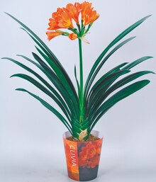 Clivia oder Calla bei NETTO mit dem Scottie in Pinneberg Clivia oder Calla im Angebot bei NETTO mit dem Scottie Pinneberg für 4,99 €