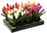 Aktuelle Tulpen Angebote bei Möbel AS in Mannheim Aktuelles Dekopflanze Tulpe im Topf Angebot bei Möbel AS in Mannheim ab 6,95 €