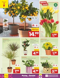 Blumen Angebot im aktuellen Netto Marken-Discount Prospekt auf Seite 6