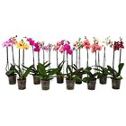 Orchidée - Carrefour à Argenteuil Orchidée en promo chez Carrefour Argenteuil à 5,99 €