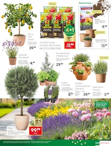 Lavendel im BayWa Bau- und Gartenmärkte Prospekt "Wir feiern, Sie sparen!" mit 30 Seiten (Nürnberg)