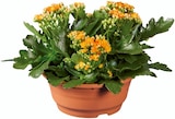 Kalanchoé en coupe - Lidl à Tours Kalanchoé en coupe en promo chez Lidl Tours à 4,49 €
