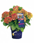 Aktuelle Hortensie Angebote bei ROSENGUT Langerwisch in Potsdam Aktuelles BAUERNHORTENSIE HYDRANGEA MACROPHYLLA 'SWITCH' Angebot bei ROSENGUT Langerwisch in Potsdam ab 29,99 €