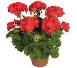 Aktuelles Geranien Angebot bei Zimmermann in Magdeburg ab 1,39 €