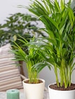 Areca lutescens (Goldfruchtpalme) Angebote bei Garten-Center Nordharz GmbH & Co. KG Hannover für 24,99 €