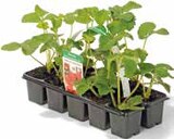 Aktuelles Erdbeeren Angebot bei Pflanzen Kölle in Berlin ab 6,99 €