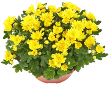 Chrysanthemen-Schale bei Kaufland in Neunkirchen Chrysanthemen-Schale im Angebot bei Kaufland Neunkirchen für 2,99 €