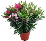 Oleander Tricolor (Nerium oleander) im aktuellen METRO Prospekt