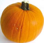 Speise- und Schnitzkürbis „Halloween“ im Angebot bei EDEKA in Bergkamen Speise- und Schnitzkürbis „Halloween“ Angebote bei EDEKA Bergkamen für 3,99 €