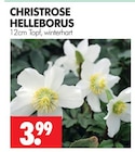 CHRISTROSE HELLEBORUS Angebote bei Wreesmann Freiberg für 3,99 €