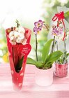 Aktuelles Orchidee Angebot bei Netto Marken-Discount in Mannheim ab 8,99 €
